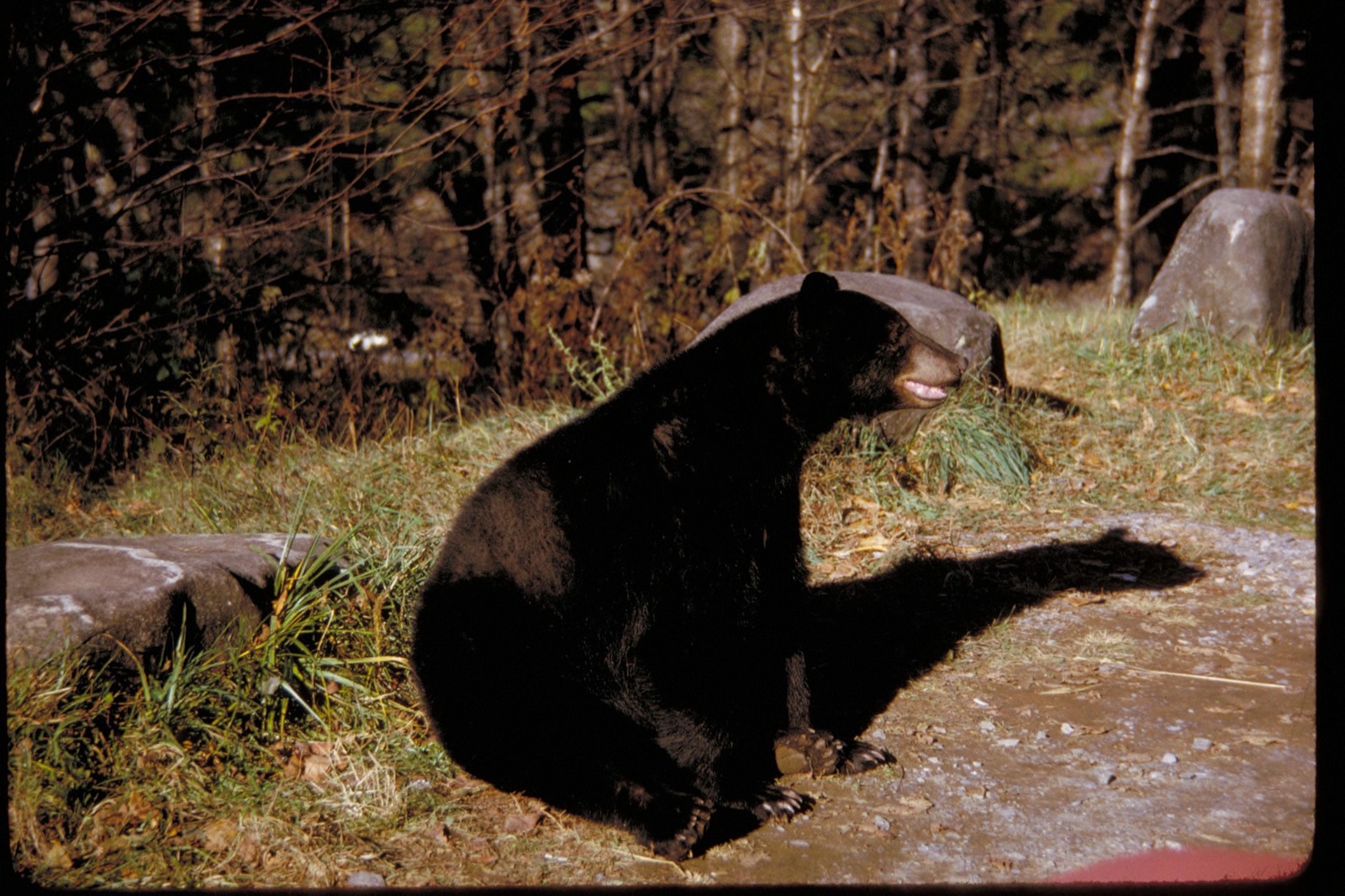 草地に座るアメリカクロクマ