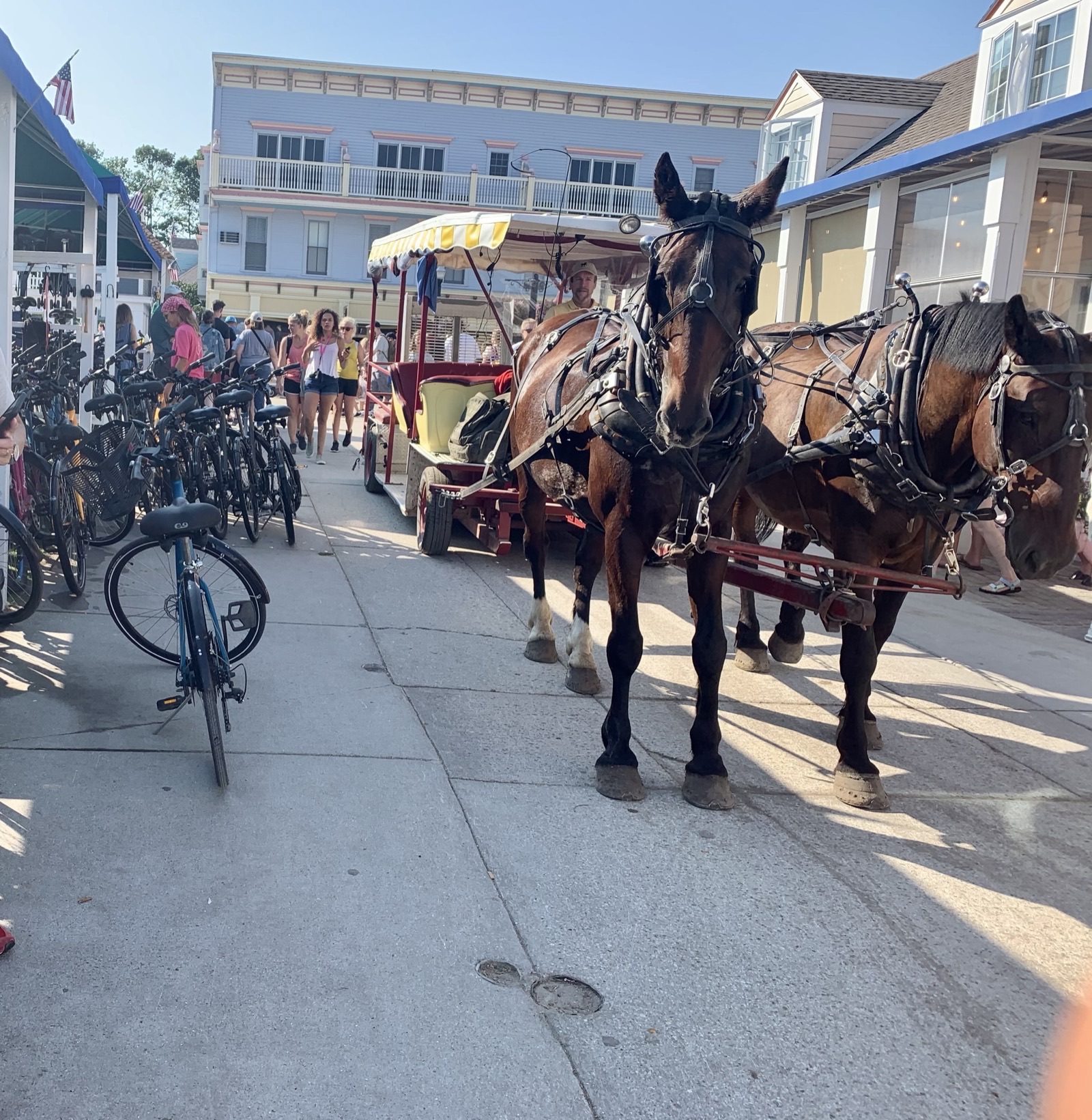 メインストリートに並ぶレンタサイクルと馬
