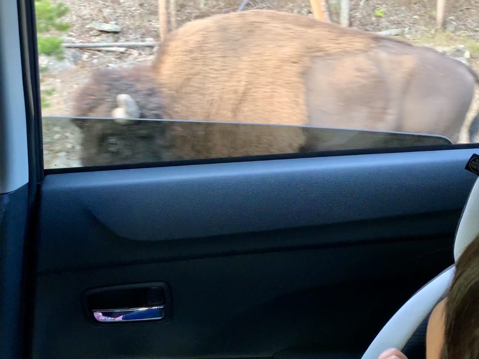 車の窓のすぐ外を横切るバイソン